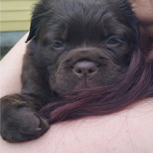 Meet your Posher, Alli - Picture 6 of 8